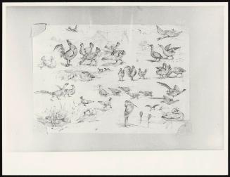 Landscape Scenery: Sketches of Birds