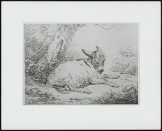 A Donkey Lying Beneath a Tree