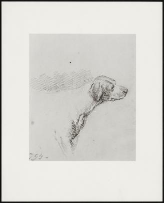Head and Shoulders of a Hound