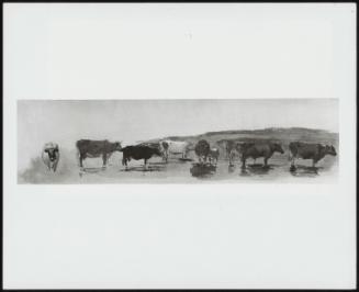 Cattle Standing In Shallow Water