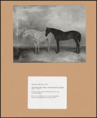 Snowdrop And Violet: Two Ponies By A Stream
