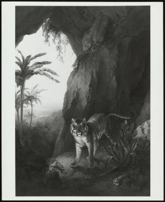 Tiger In A Cave