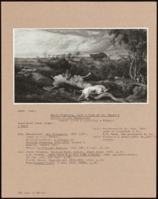 Bulls Fighting, With A View Of St. Donat's Castle In The Background
