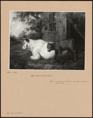 White Cow and Red Calf