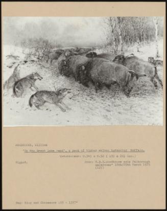 In The Great Lone Land', A Pack Of Timber Wolves Harassing Buffalo