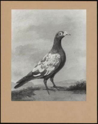 One Of Pair 'pigeons'