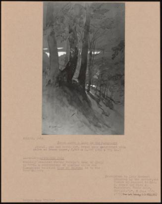 Trees Above a Lake in the Apennines