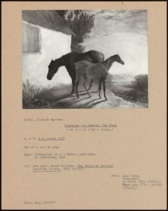 Training The Hunter: The Foal