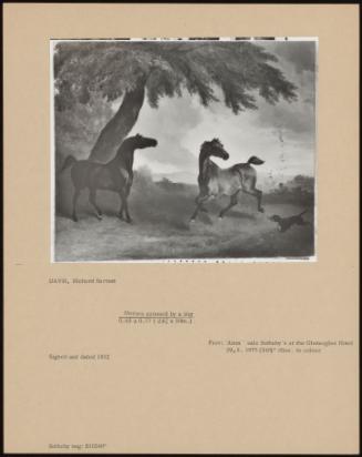 Horses Aroused By A Dog