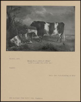 Prize Bull: 'john O' Groat'