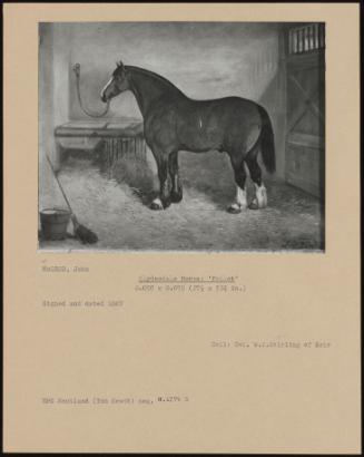 Clydesdale Horse: 'pollok'
