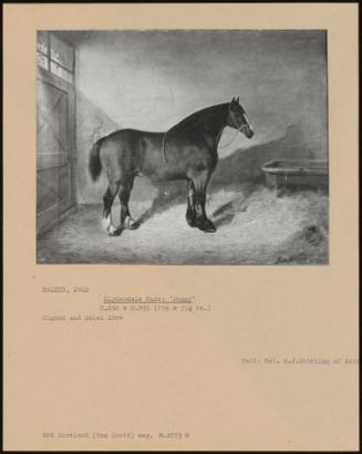 Clydesdale Mare: 'peggy'