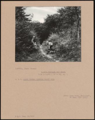 A Walk Through The Woods