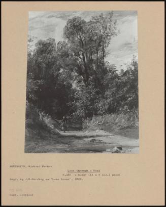 Lane Through A Wood