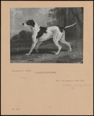 A Black and White Hound