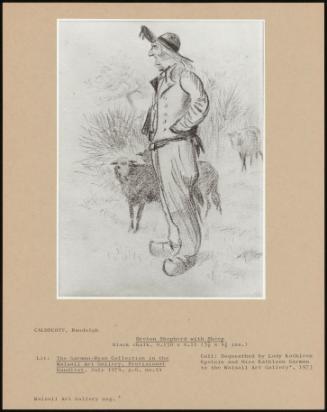 Breton Shepherd With Sheep