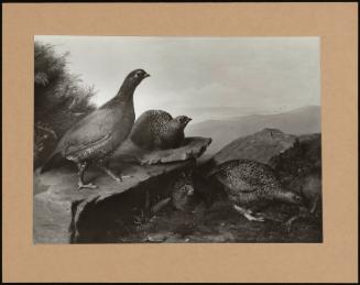 Covey Of Grouse In Mountain Landscape (One Of A Pair)