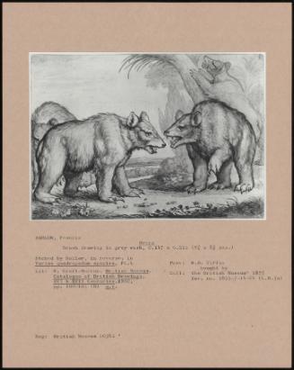 Bears