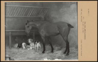 Bay Mare And Foxhounds