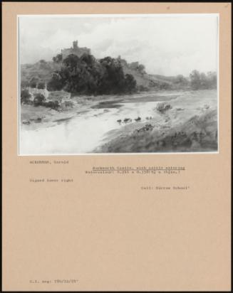 Warkworth Castle, With Cattle Watering