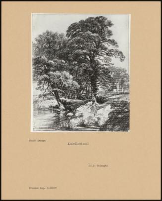 A Woodland Pool