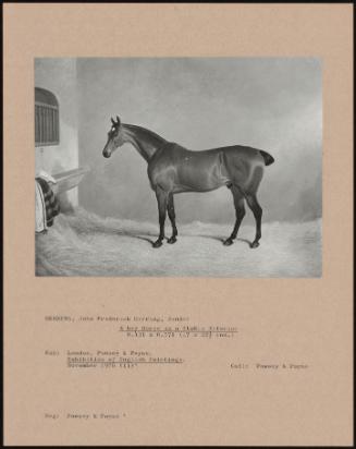 A Bay Horse In A Stable Interior