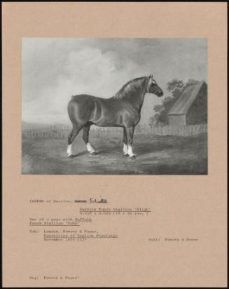 Suffolk Punch Stallion 'bligh'