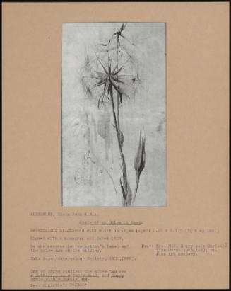 Study Of An Onion In Seed
