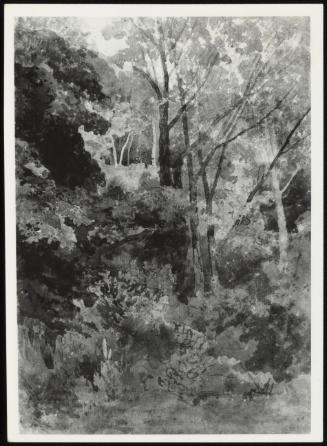 Rokeby Park, Ash Trees