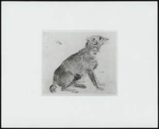 A Dog