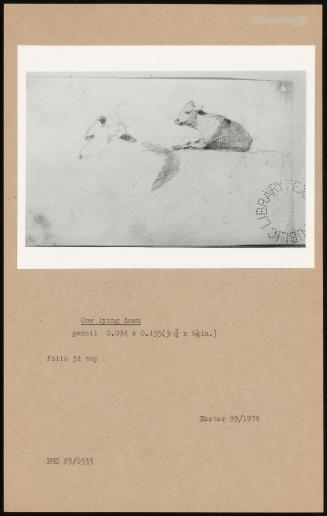 Cow Lying Down