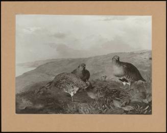 Red Grouse (One Of A Pair)